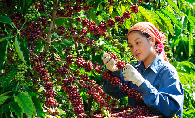 Buôn Mê Thuật đang đẩy mạnh xây dựng HTX kiểu mẫu để hướng tới chuẩn NTM nâng cao