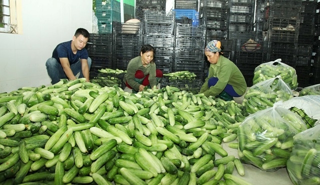 Các giám đốc HTX đã chú trọng nâng cao kiến thức để quản lý HTX hiệu quả