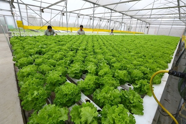 Doanh nghiệp tham gia bình ổn thị trường của TPHCM cung ứng cho nông dân hơn 3.000 tỷ đồng mỗi năm (Ảnh Internet)