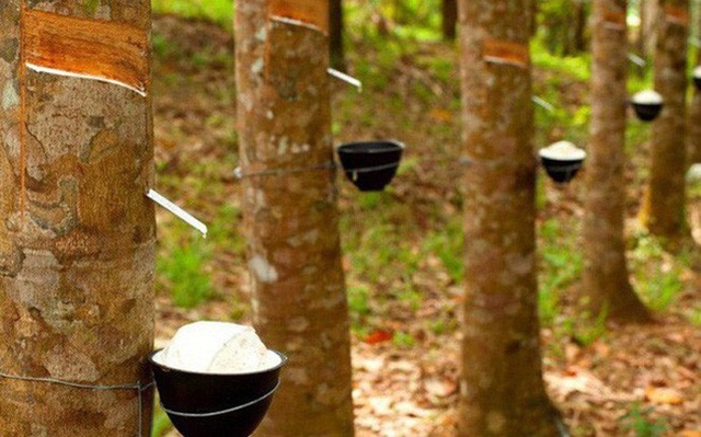 Xuất khẩu cao su giảm mạnh (Ảnh Internet)