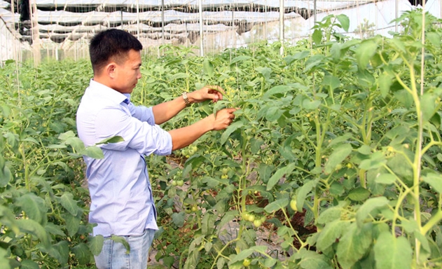 Giám đốc Nguyễn Thanh Liêm chăm sóc vườn cà chua