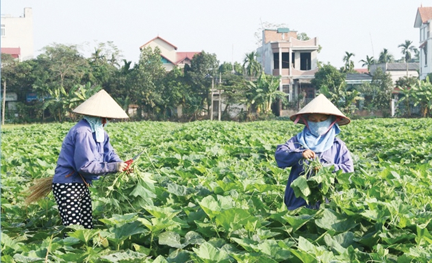 HTX có vai trò quan trọng trong xây dựng NTM ở Bình Xuyên