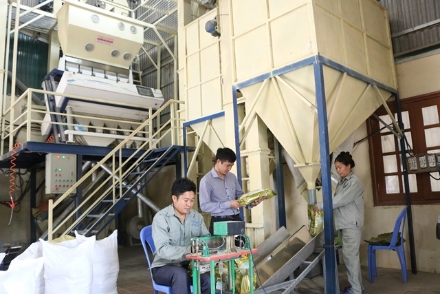 Được đào tạo nghề, các lao động và thành viên HTX Tiên Phong-Mường Vi đã đáp ứng được nhu cầu sản xuất tiên tiến