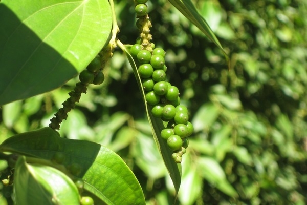 Giá hồ tiêu tăng trở lại (Ảnh Internet)