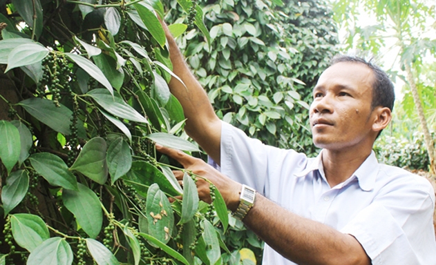 Hồ tiêu được đánh giá là “cây NTM” của xã Lâm San