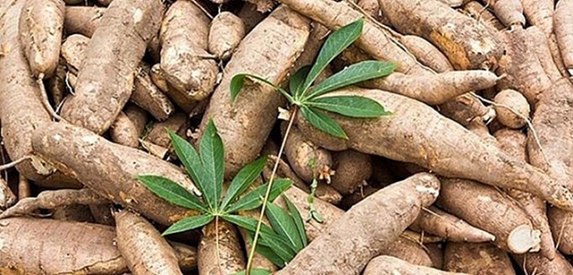 Xuất khẩu sắn dự báo tiếp tục gặp khó cuối năm (Ảnh Internet)