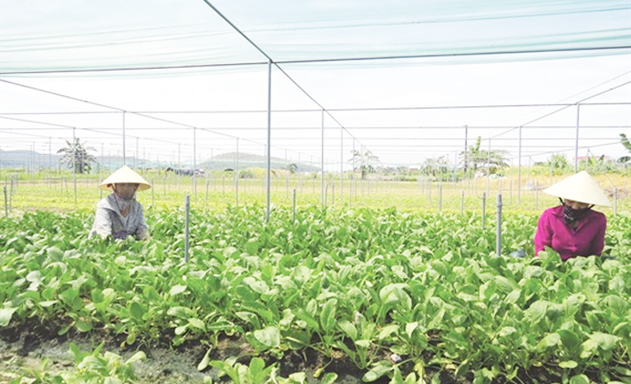 Các HTX đang đóng góp quan trọng trong xây dựng NTM tại địa phương