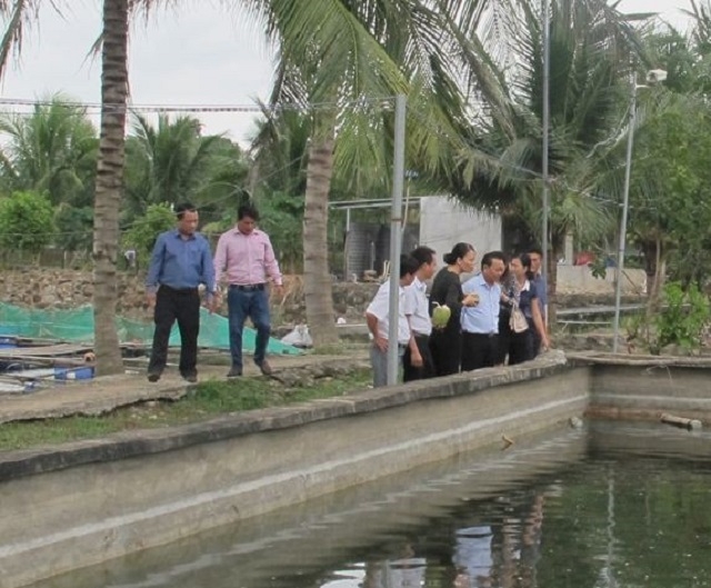 Mô hình ao nuôi cá Chình của HTX Suối Giàu