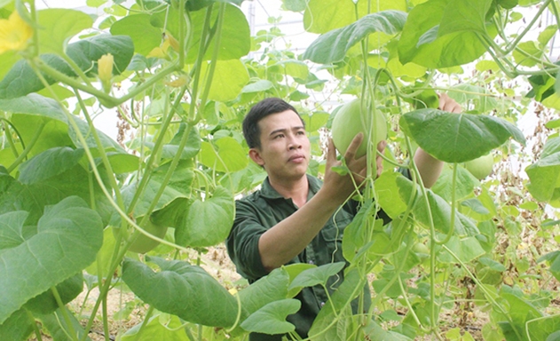 Anh Lê Cảnh Hiếu chăm sóc vườn dưa lưới