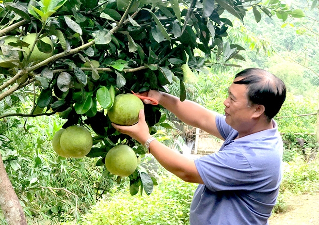 Sự phát triển của HTX là lực đẩy trong xây dựng NTM huyện Lâm Bình