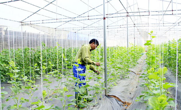 Ứng dụng công nghệ cao trong sản xuất rau an toàn tại HTX Tân Đức