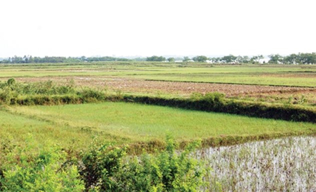 An Phát sẽ biến những ruộng hoang này thành “ruộng mật”