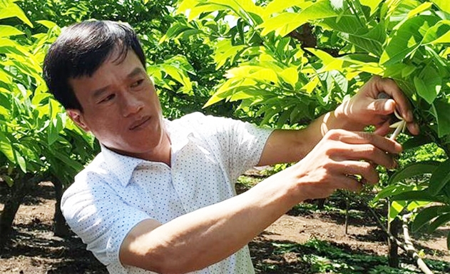 Thụ phấn nhân tạo cho na, định hình từng quả tại HTX Mé Lếch