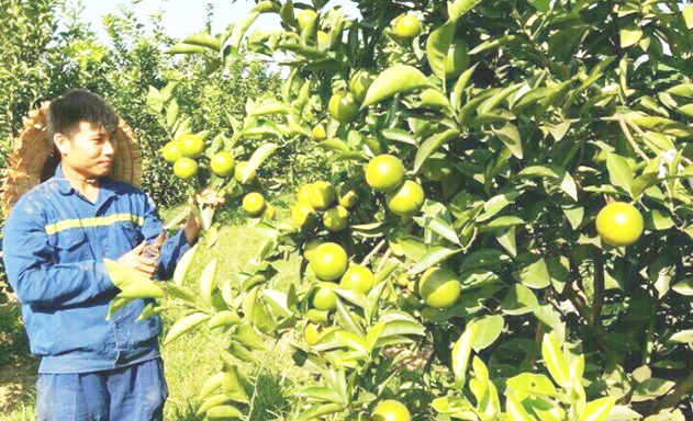 Anh Nam chăm sóc cây trồng