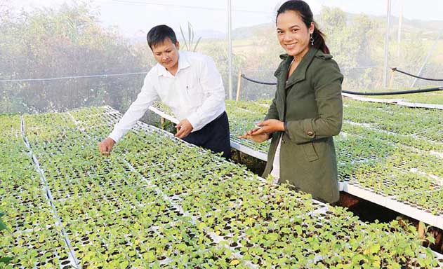 Vườn ươm cây giống cà gai leo của Hồ Thị Viên