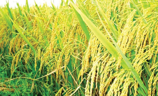 Cánh đồng lúa hữu cơ năng suất cao của HTX