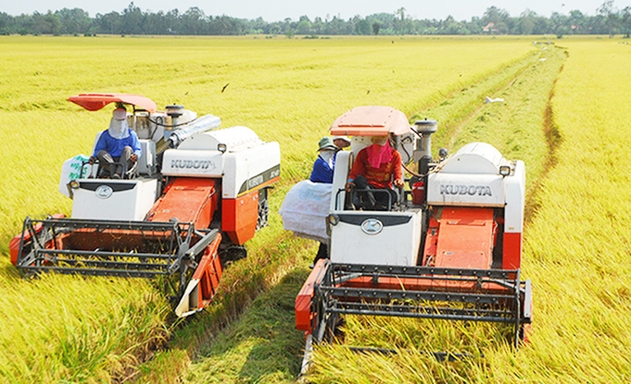 Mô hình cánh đồng lớn liên kết cần thiết và hiệu quả nhưng vẫn khó nhân rộng