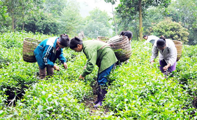 Các HTX chè đang thể hiện vai trò tích cực trong phát triển NTM tại Yên Thế