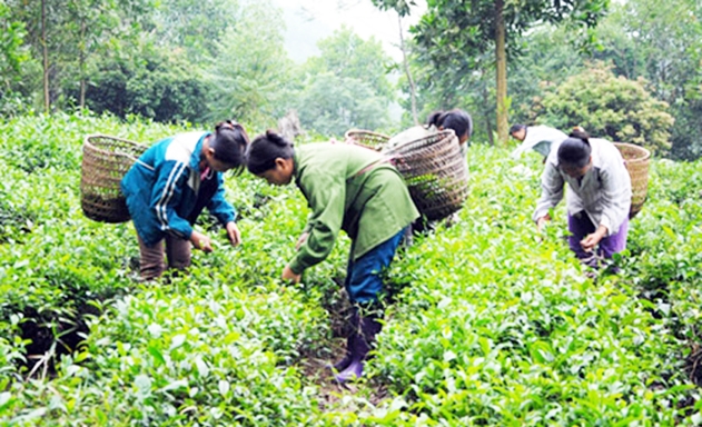 Các HTX chè đang thể hiện vai trò tích cực trong phát triển NTM tại Yên Thế