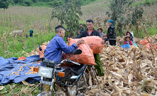 Các HTX tỉnh Điện Biên đang được trợ lực mạnh mẽ từ nguồn vốn dạy nghề