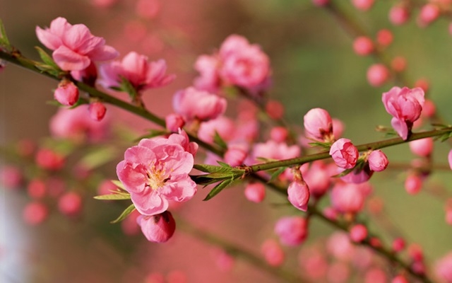 Tết Canh Tý 2020 nghỉ 7 ngày (Ảnh Internet)