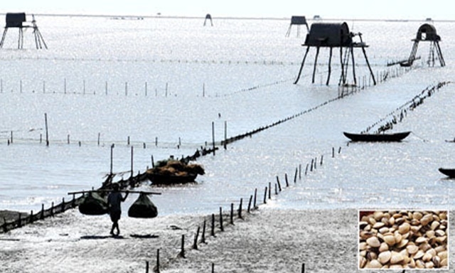 Mô hình nuôi nghêu của HTX Đồng Tâm được coi là mô hình sản xuất bền vững ở Bến Tre