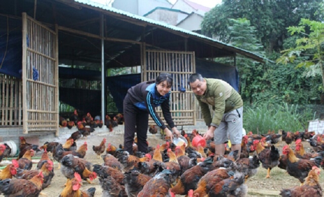 Nhiều HTX, hộ gia đình ở Như Xuân đã phát phát triển hiệu quả, tạo điều kiện để huyện giảm nghèo thành công