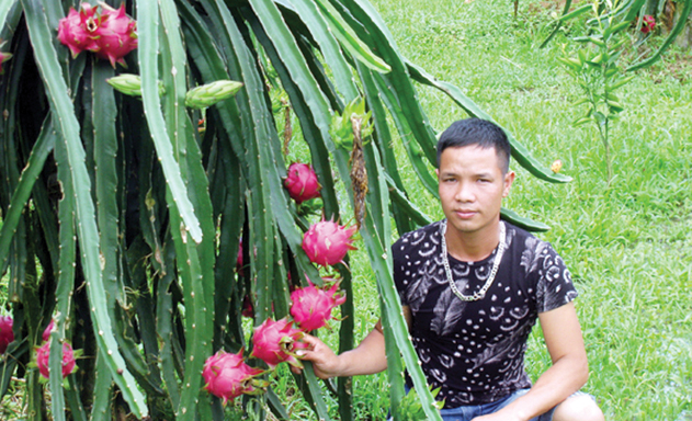 Anh Đỗ Đặng Tuân trong vườn trong thanh long ruột đỏ của HTX