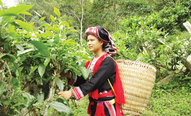 Hoàng Su Phì đang đẩy mạnh phát triển các sản phẩm thế mạnh