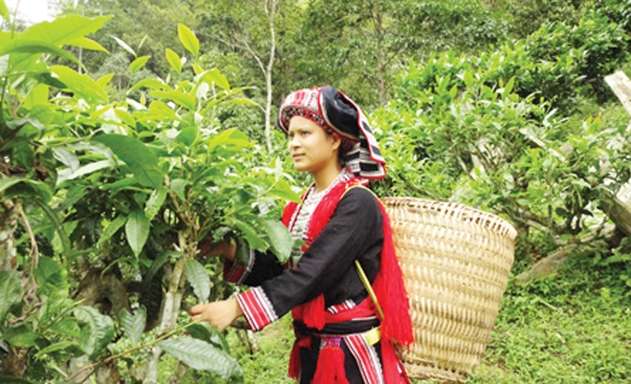 Hoàng Su Phì đang đẩy mạnh phát triển các sản phẩm thế mạnh