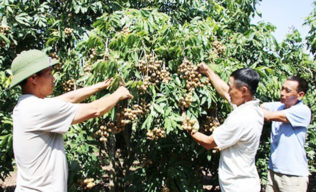 Sự đóng góp của các HTX là cơ sở để Sông Mã hướng tới mục tiêu NTM bền vững