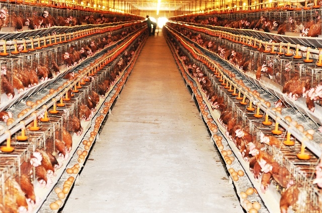 Chăn nuôi khoa học sẽ hạn chế ô nhiễm môi trường