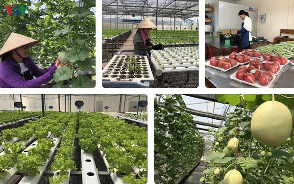 Hòa Vang đầu tư xây dựng mô hình sản xuất nông nghiệp công nghệ cao (Ảnh Internet)