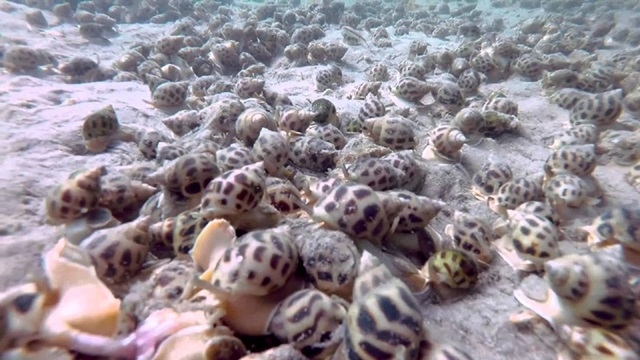 Quảng Ngãi: nuôi ghép hải sâm với ốc hương (Ảnh Internet)