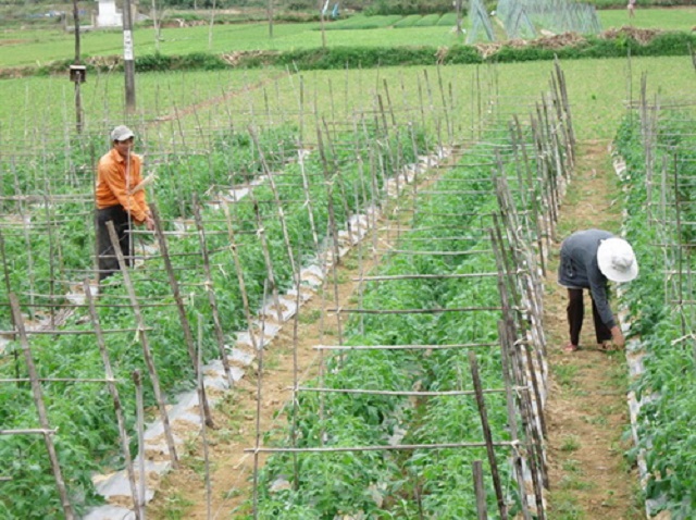 Sản xuất rau an toàn giúp người dân tăng thu nhập
