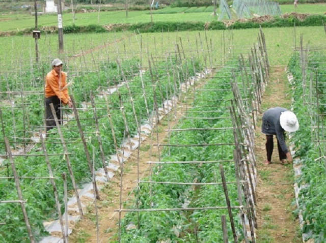 Sản xuất rau an toàn giúp người dân tăng thu nhập