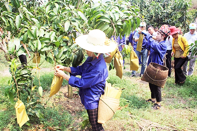 Được đảm bảo ATLĐ giúp người dân yên tâm hơn trong sản xuất