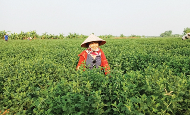 Cao Thị Hằng cho biết HTX đang đẩy nhanh tiến độ làm thủ tục truy xuất nguồn gốc cho sản phẩm hoa cúc dược liệu