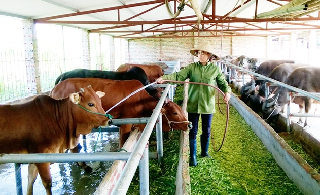 NTM huyện Hà Quảng đang chuyển biến mạnh nhờ mô hình chăn nuôi tập trung