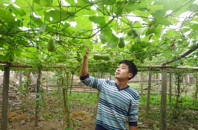 Nông dân Thường Tín thu nhập cao từ các mô hình chuyển đổi (Ảnh Internet)