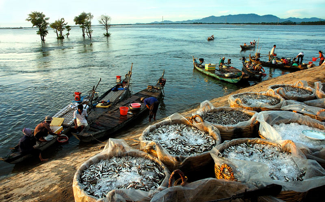 Thủy sản Cửu Long An Giang báo lãi giảm, cổ phiếu ACL quay đầu điều chỉnh