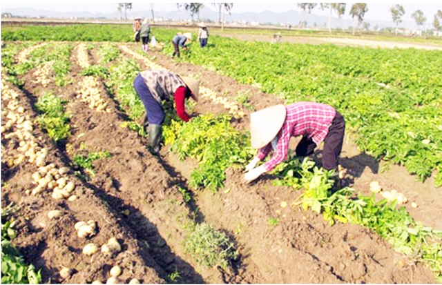 Khoai tây là cây chủ lực trong vụ Đông tại Quế Võ