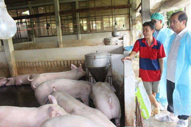 Số lợn buộc phải tiêu hủy do bệnh dịch tả lợn châu Phi giảm mạnh (Ảnh Internet)