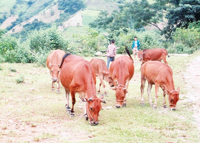Một số mô hình chăn nuôi ở Nậm Pồ cho hiệu quả kinh tế cao