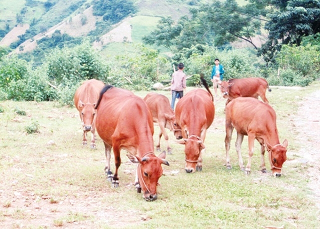 Một số mô hình chăn nuôi ở Nậm Pồ cho hiệu quả kinh tế cao