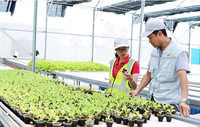 Các HTX, tổ hợp tác đang làm tốt công tác đào tạo nghề