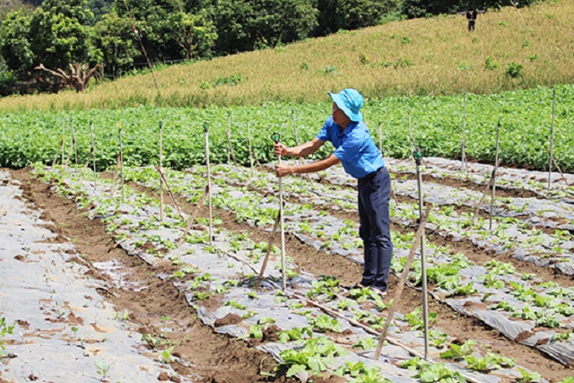 Nhiều mô hình kinh tế do thanh niên làm chủ hoạt động hiệu quả