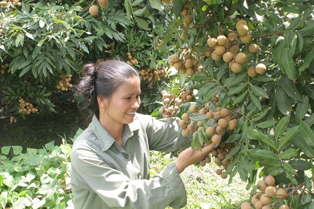 Kim Bôi đang gặt hái nhiều thành công trong chuyển đổi cơ cấu cây trồng