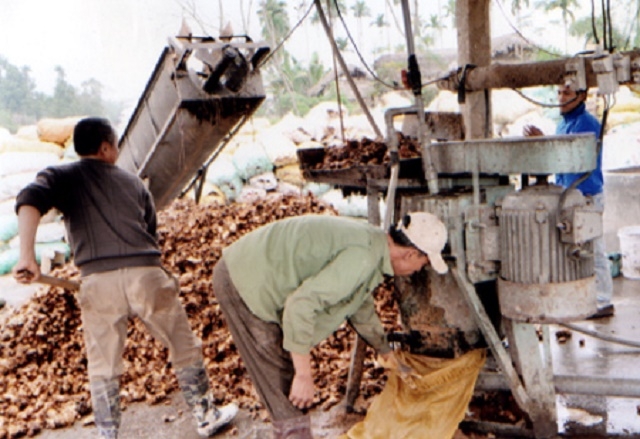 Chế biến dong riềng ở HTX Hồng Đức