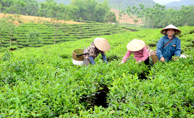 Các HTX nông nghiệp tỉnh đang đẩy mạnh liên kết, tạo việc làm cho nông dân